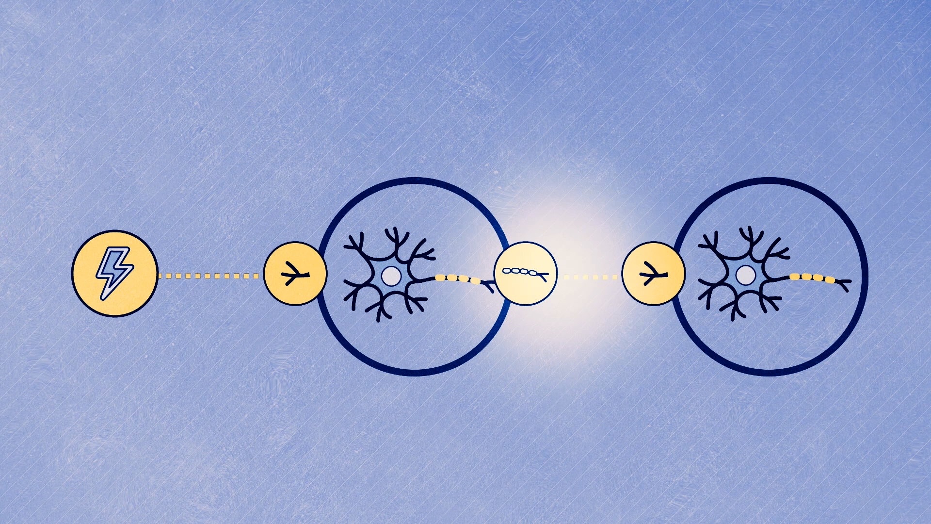 Das Gehirn: Neuronen und Synapsen – Signalverarbeitung im Gehirn (Teil 2/4) (2020) - Kapitel II erklärt den Aufbau und die Funktion von Neuronen und Synapsen und wie diese Signale an andere Zellen weitergeben.