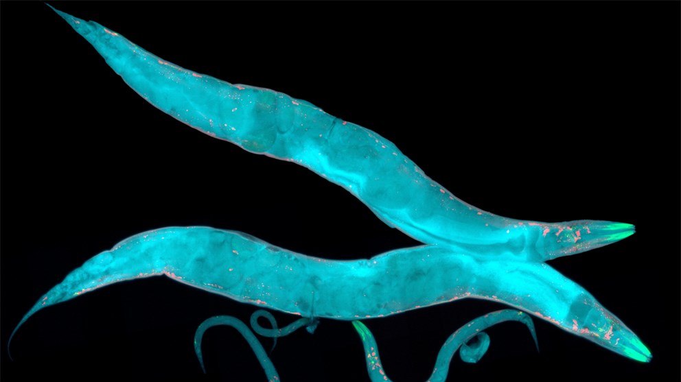 <strong>Caenorhabditis elegans</strong><p>Picture/Credit: HeitiPaves/istockphoto.com</p>