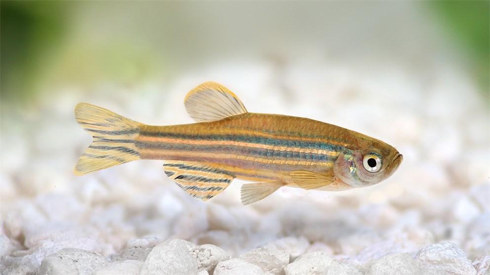 <strong>Zebrafish Danio rerio</strong><p>Picture/Credit: Mirko_Rosenau/istockphoto.com</p>