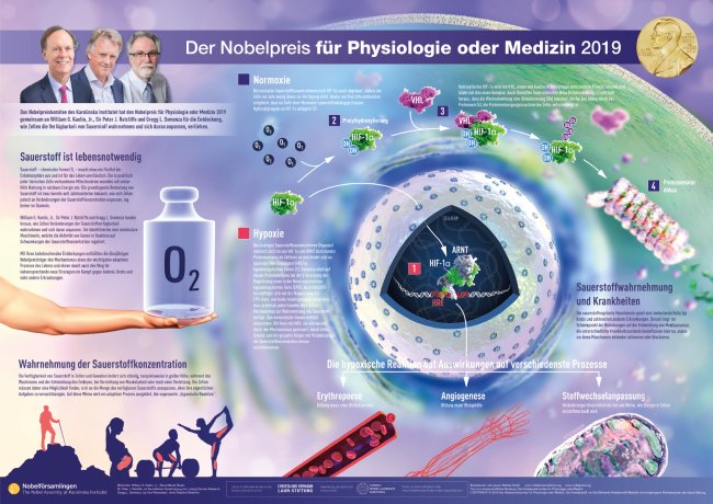 Nobel Poster Medizin 2019